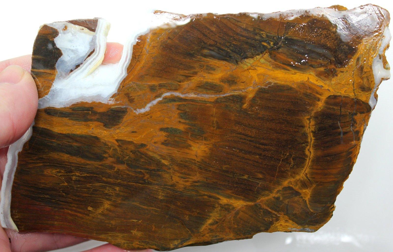 LARGE Mystery Estate Petrified Wood Slab! STUNNING!!!! - LapidaryCentral