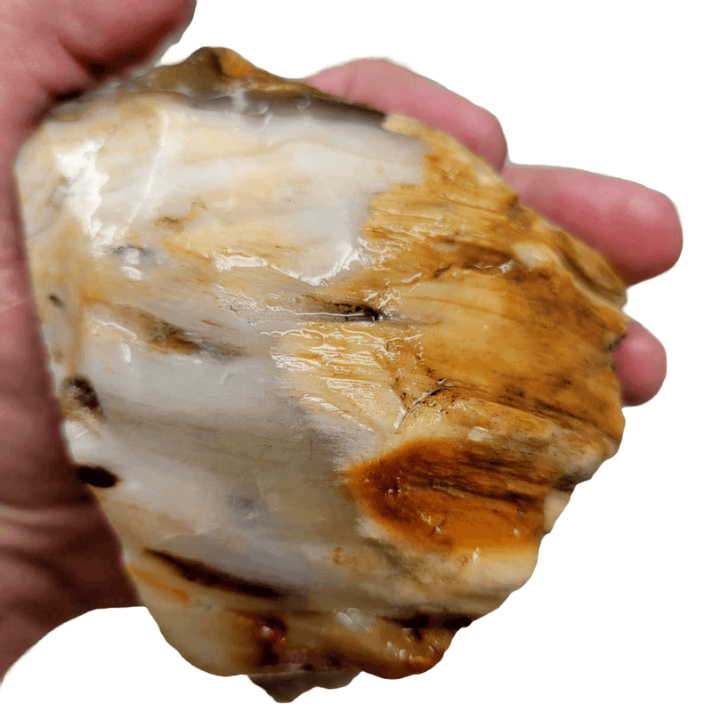 Calico Splatted Oak Opalized Wood Rough Chunk! - LapidaryCentral
