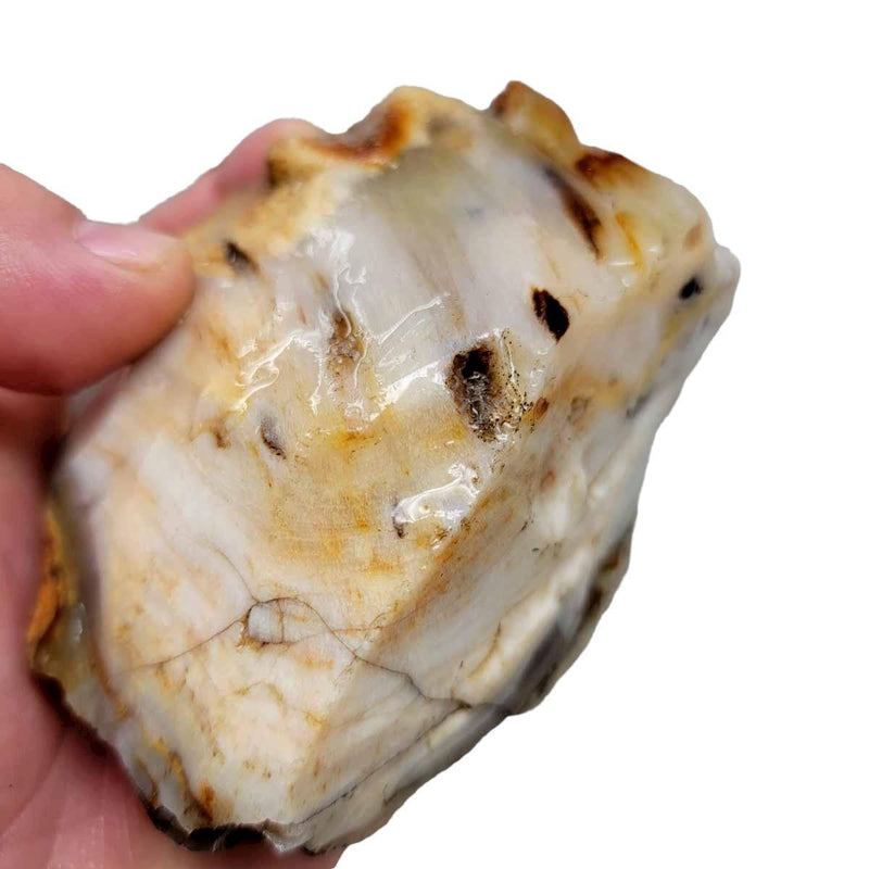 Calico Splatted Oak Opalized Wood Rough Chunk! - LapidaryCentral