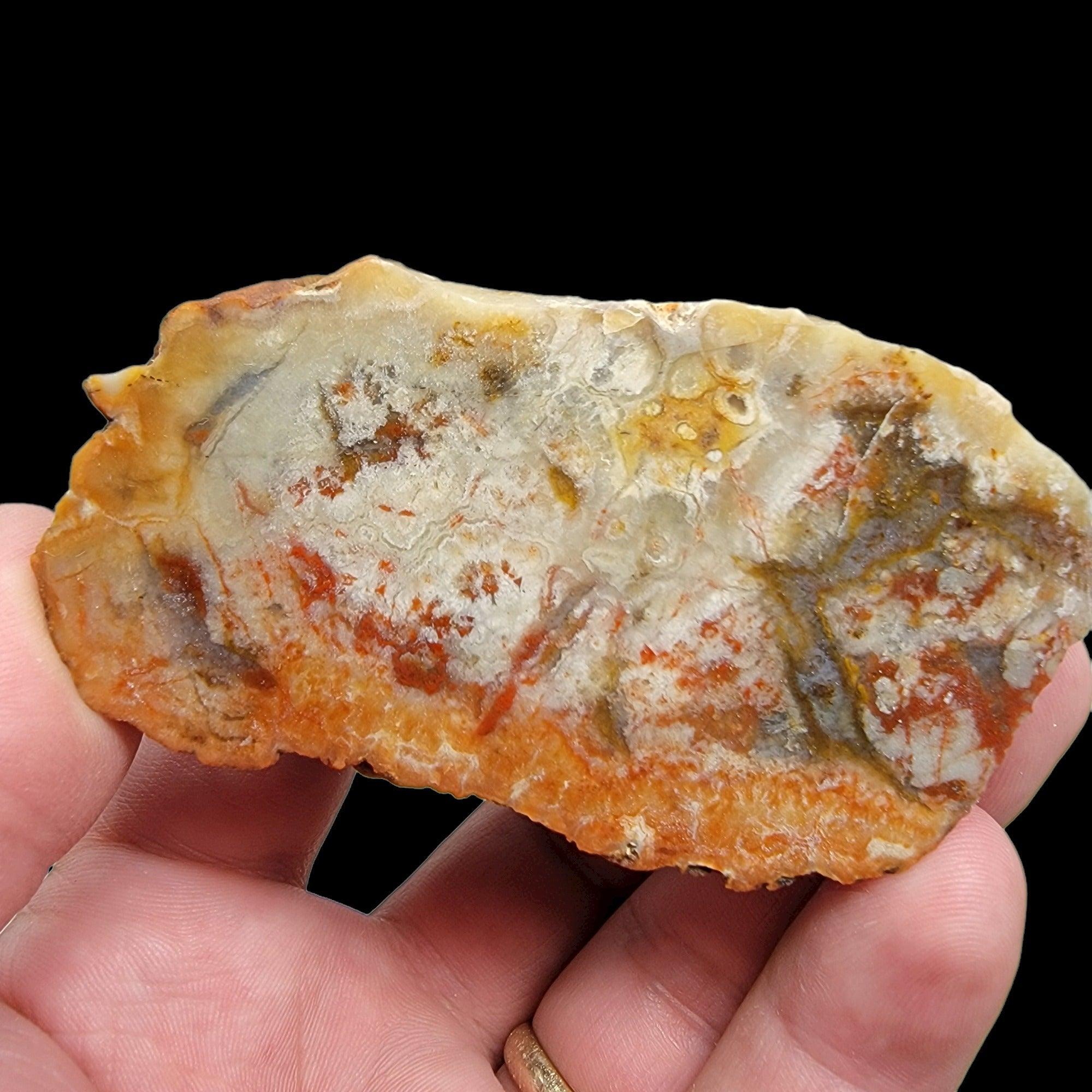 Polished Coprolite Fossil Dino Poo Display Specimen!