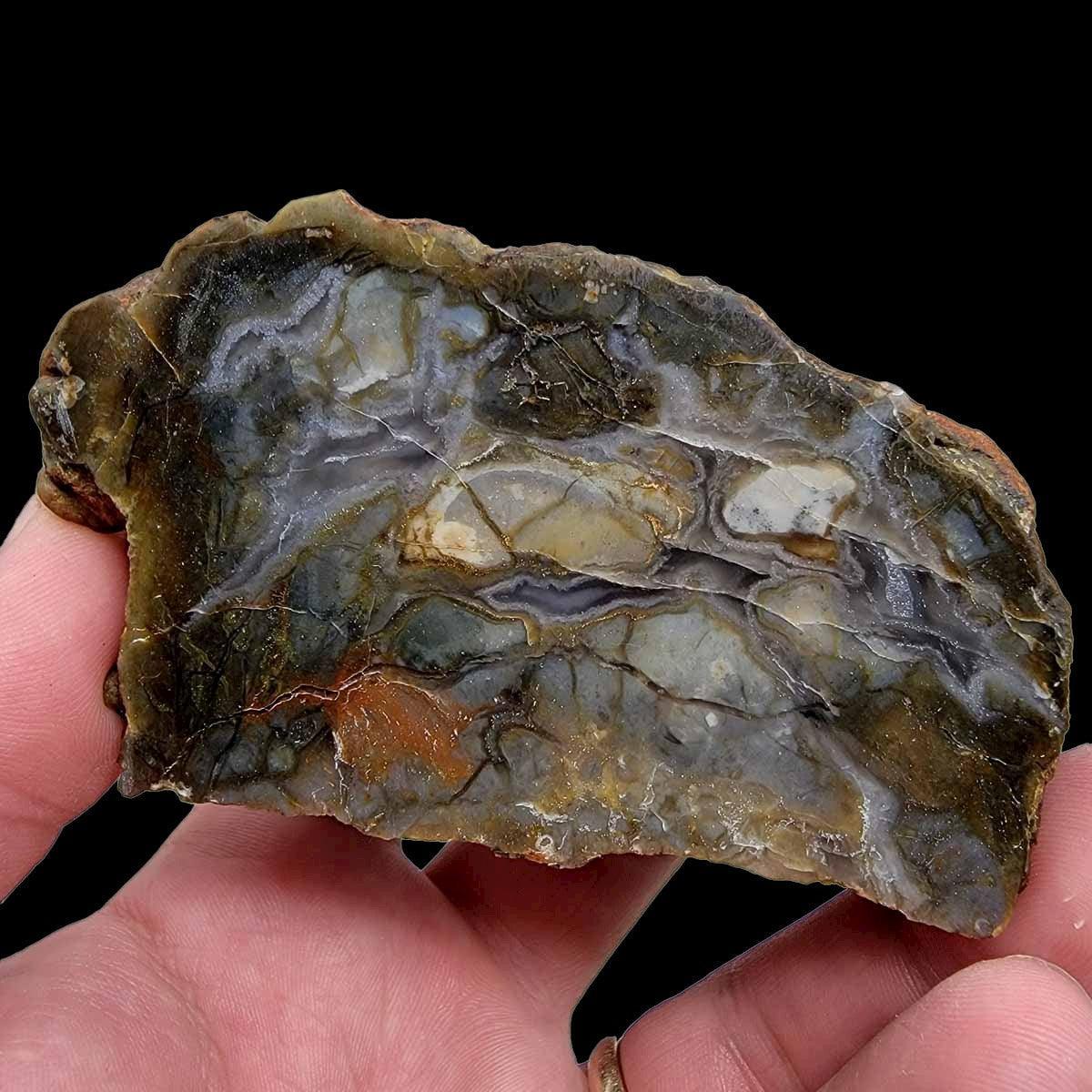 Polished Coprolite Fossil Dino Poo Display Specimen! - LapidaryCentral