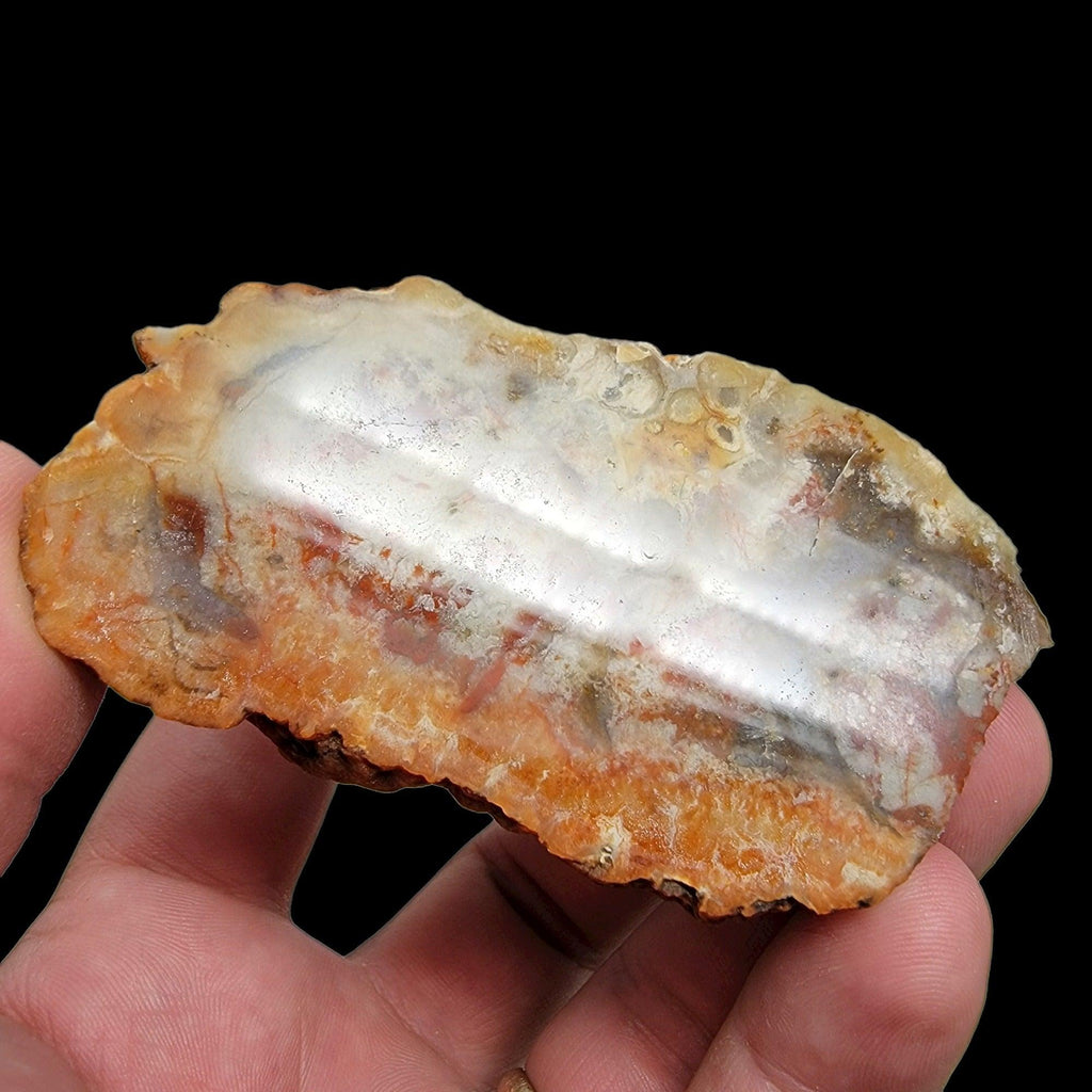 Polished Coprolite Fossil Dino Poo Display Specimen!