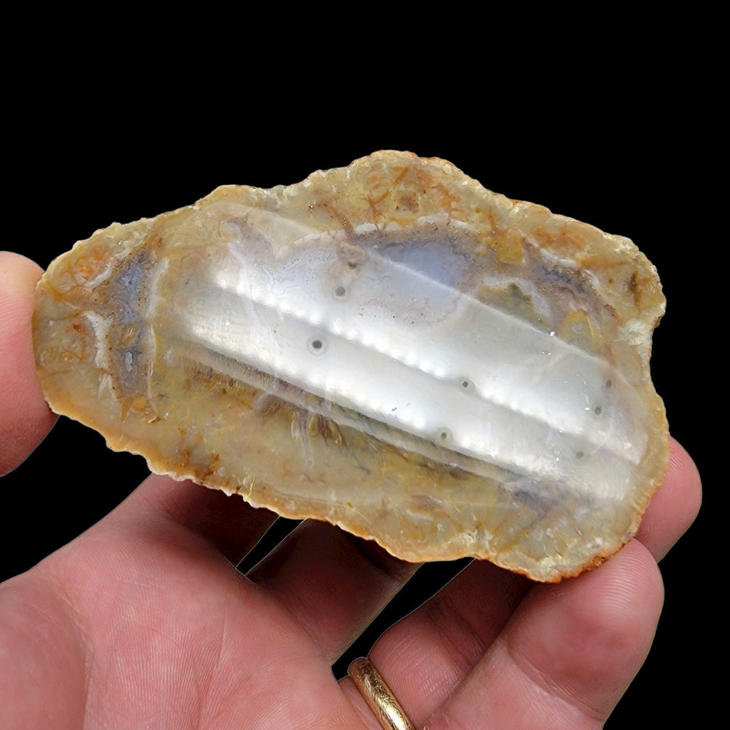 Polished Coprolite Fossil Dino Poo Display Specimen!