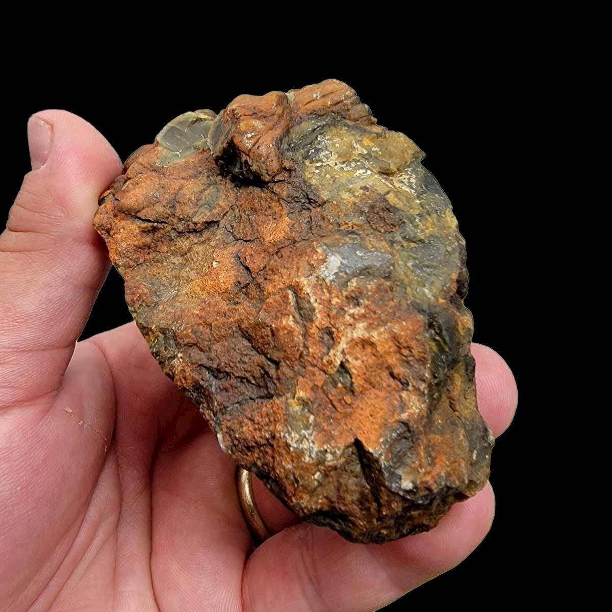 Polished Coprolite Fossil Dino Poo Display Specimen! - LapidaryCentral