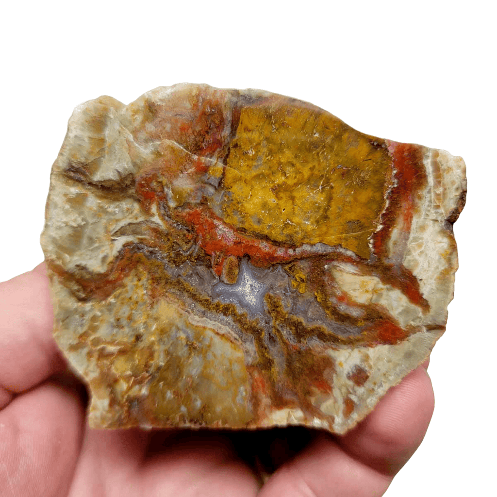 Polished Coprolite Fossil Dino Poo Display Specimen!