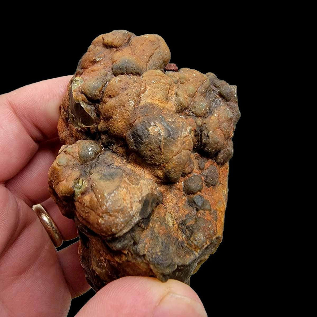 Coprolit Polished Coprolite Fossil Dino Poo Display Specimen!