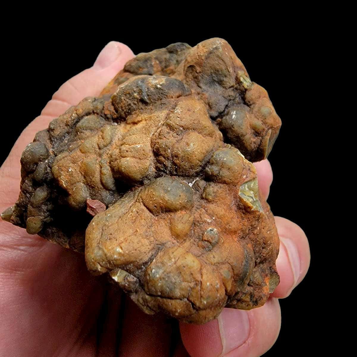 Polished Coprolite Fossil Dino Poo Display Specimen! - LapidaryCentral