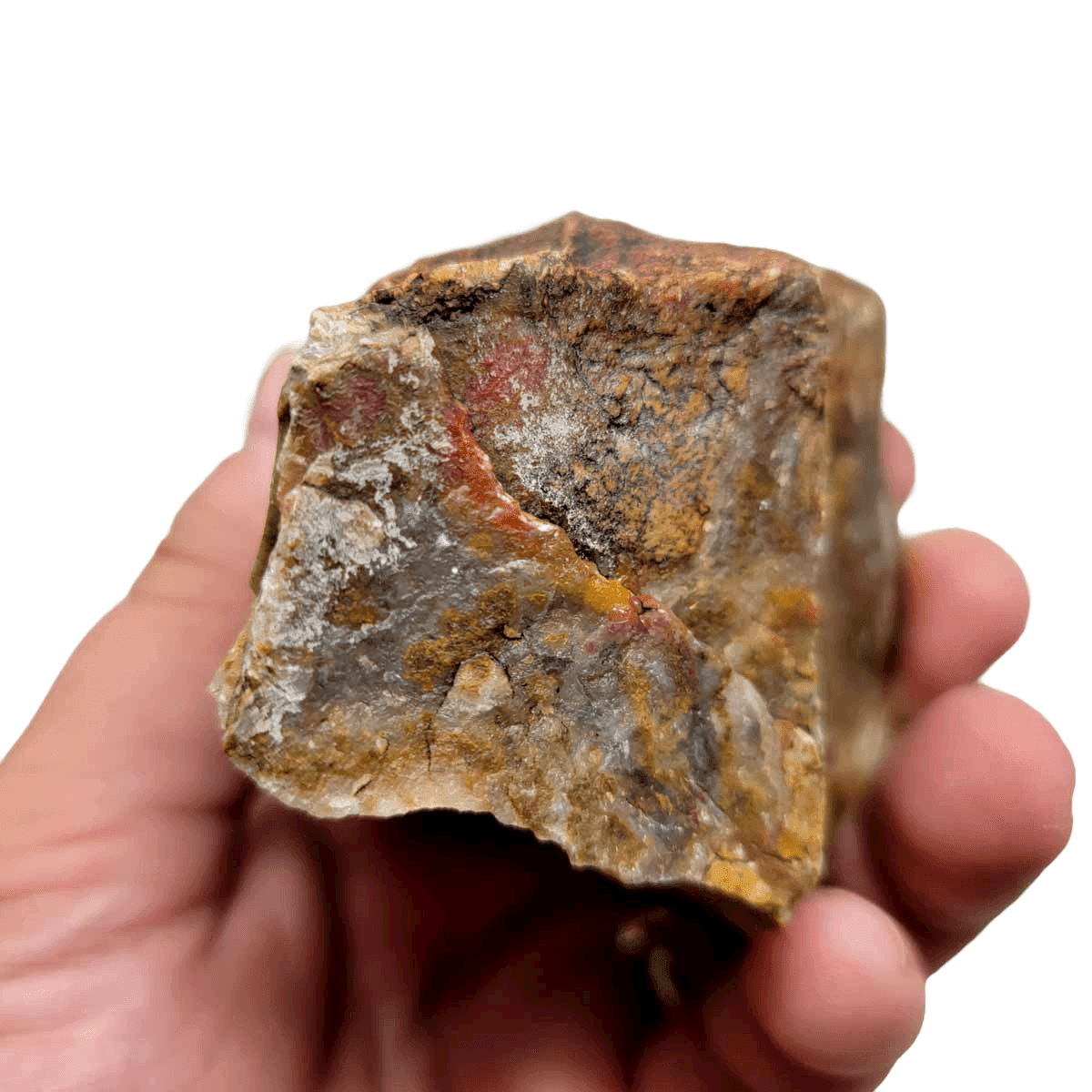 Polished Coprolite Fossil Dino Poo Display Specimen! - LapidaryCentral
