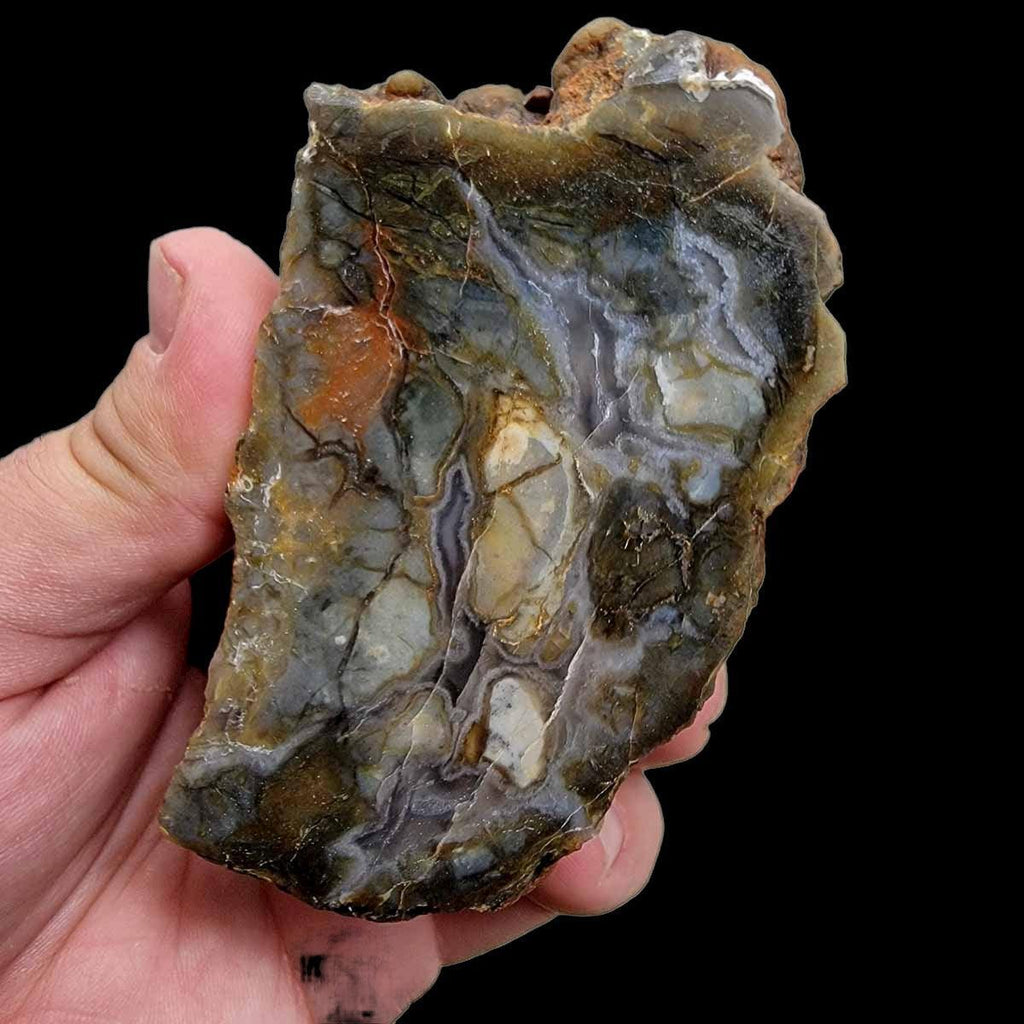 Polished Coprolite Fossil Dino Poo Display Specimen!