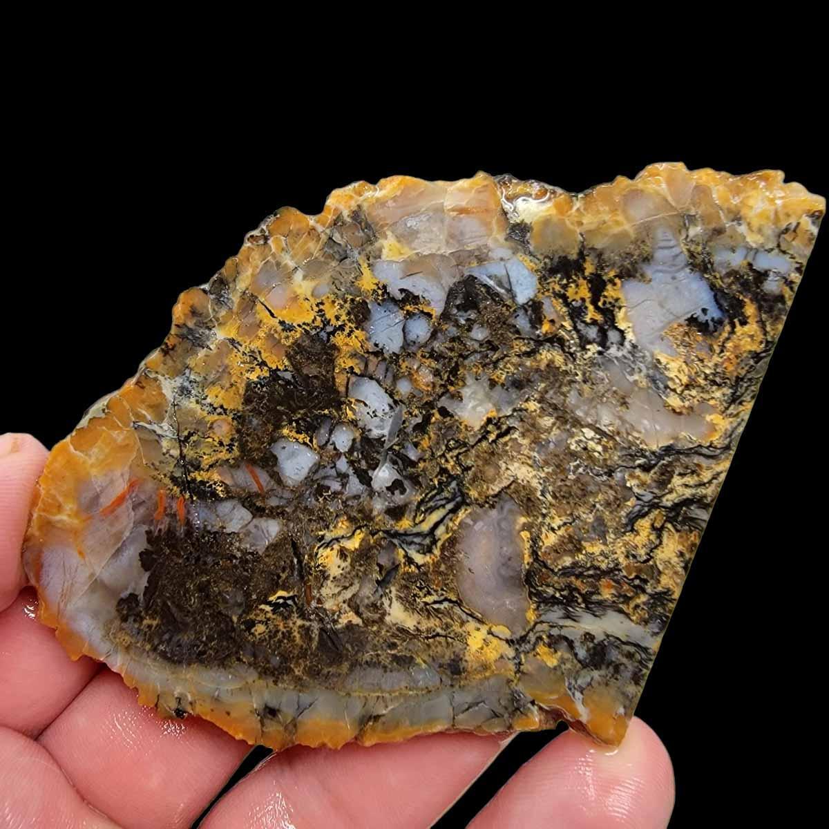 Coprolite Fossil Dinosaur Poo Slab! Lapidary Stone Slab!