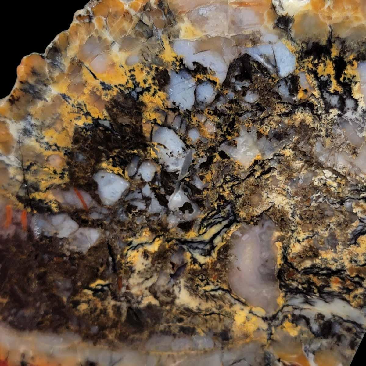 Coprolit Coprolite Fossil Dinosaur Poo Slab! Lapidary Stone Slab!