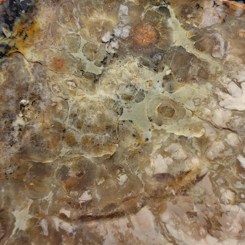 Coprolite Fossil Dinosaur Poo Slab!  Lapidary Stone Slab! - LapidaryCentral