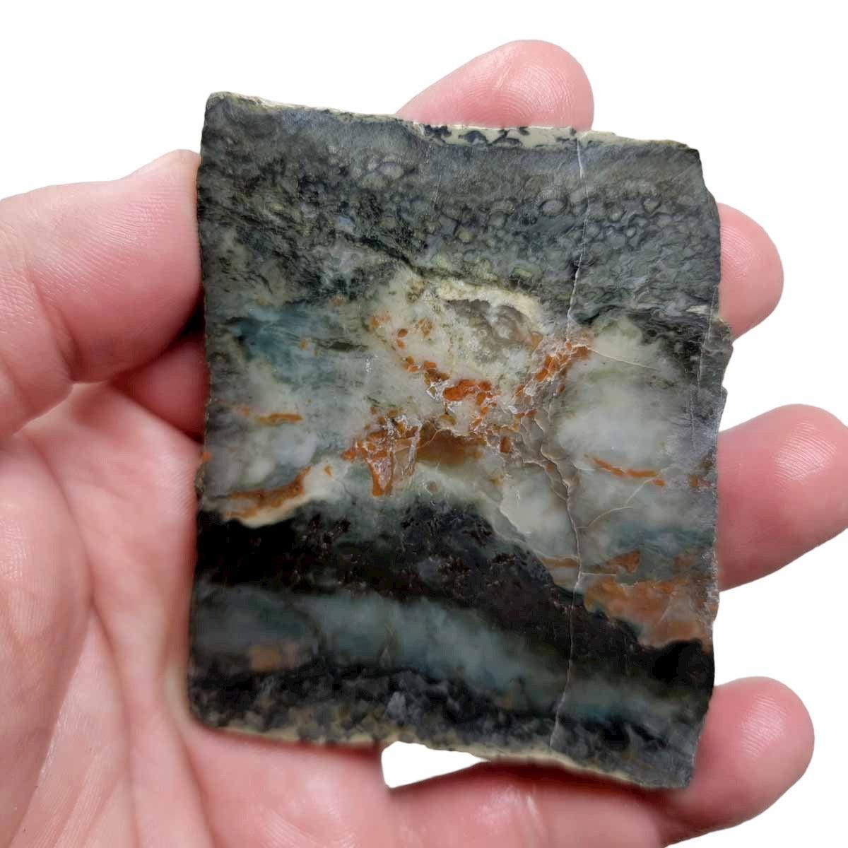 Coprolite Fossil Dinosaur Poo Slab!  Lapidary Stone Slab! - LapidaryCentral