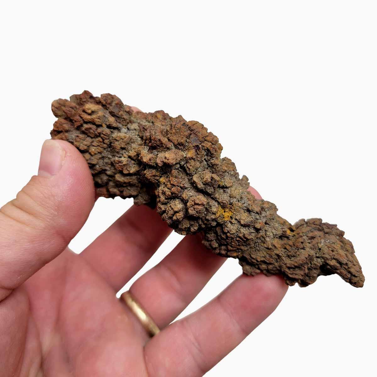 Coprolit Fossil Madagascar Coprolite Turtle Poo Specimen!