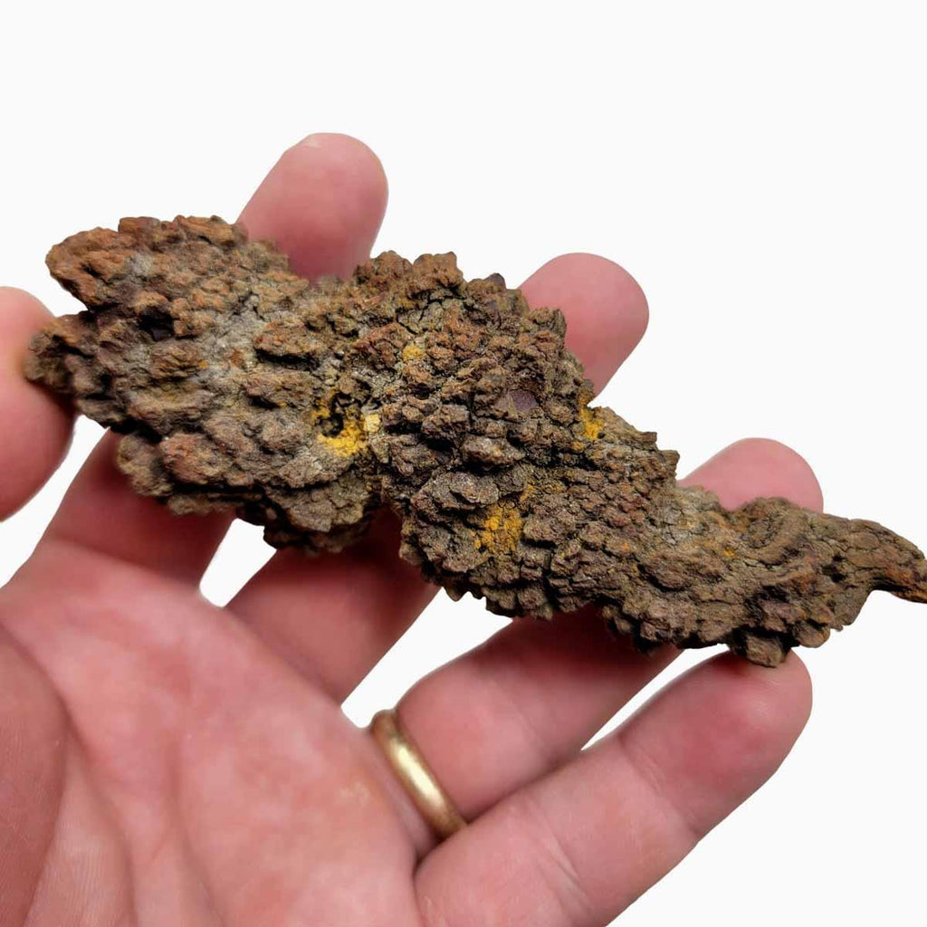 Fossil Madagascar Coprolite Turtle Poo Specimen!