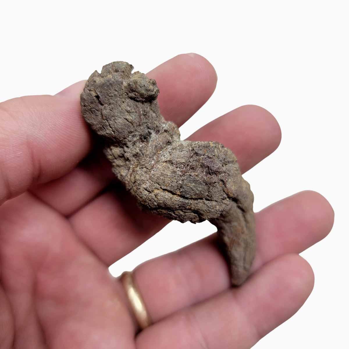 Fossil Madagascar Coprolite Turtle Poo Specimen! - LapidaryCentral