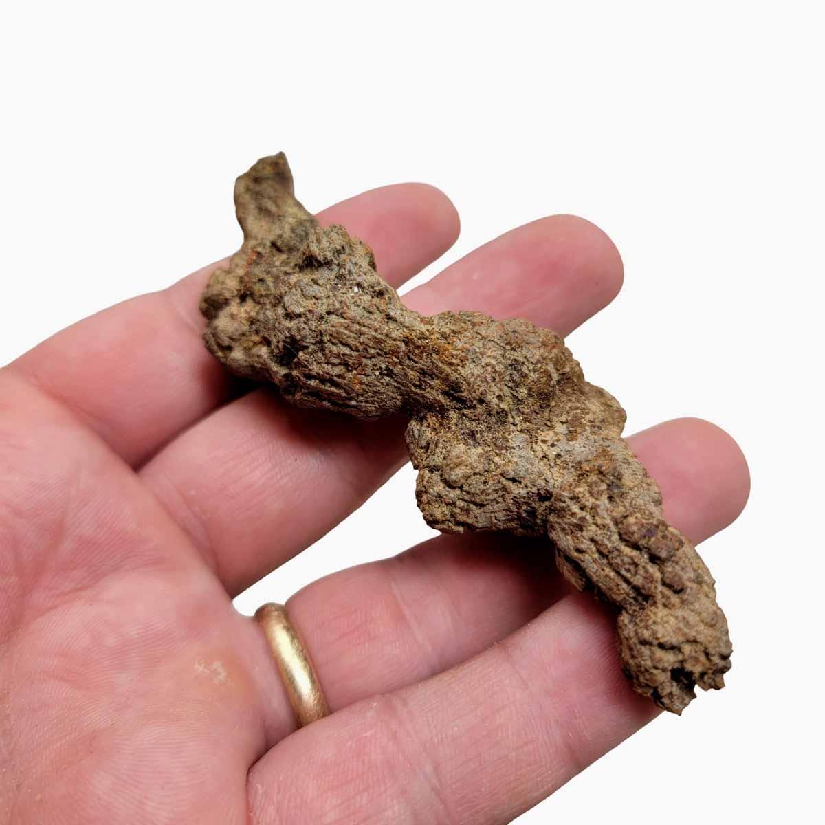 Fossil Madagascar Coprolite Turtle Poo Specimen! - LapidaryCentral