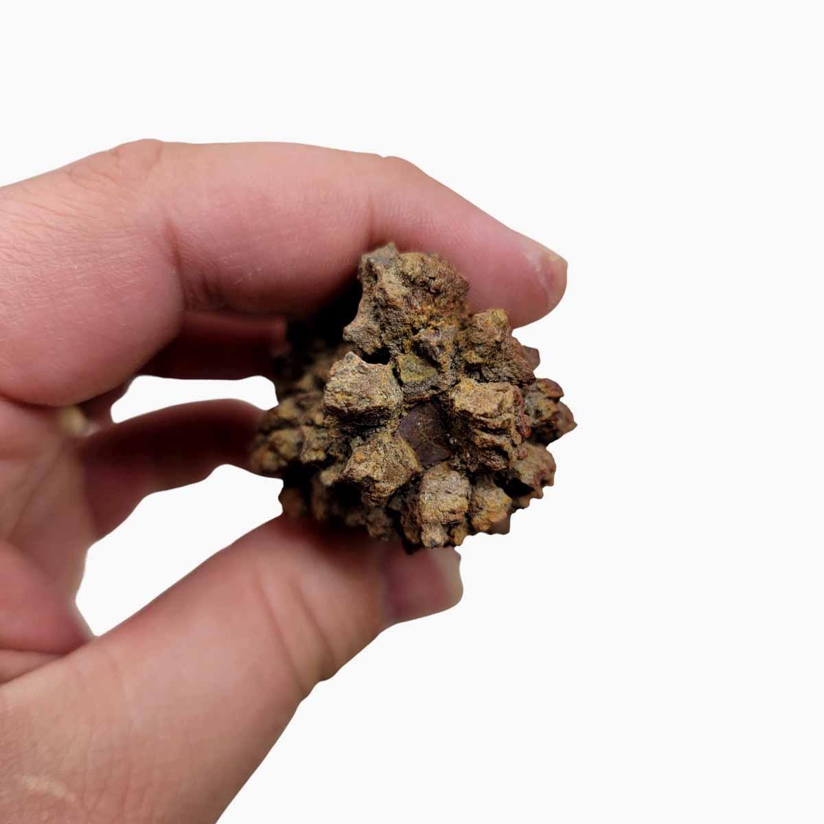 Fossil Madagascar Coprolite Turtle Poo Specimen!