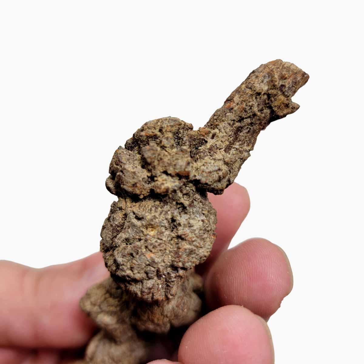 Fossil Madagascar Coprolite Turtle Poo Specimen! - LapidaryCentral