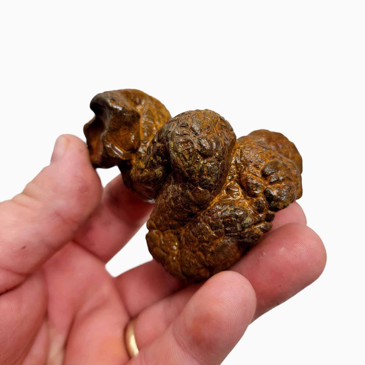 Fossil Washington State Coprolite Predatory Sea Worm Poo Specimen! - LapidaryCentral