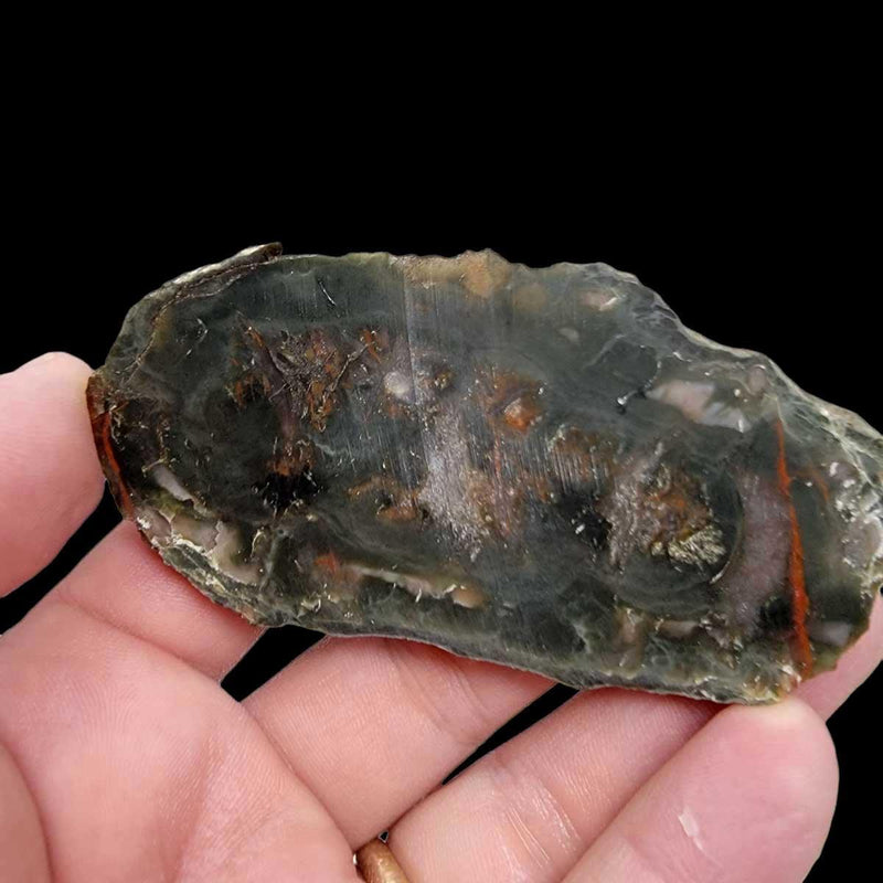 Coprolite Fossil Dinosaur Poo Slab!  Lapidary Stone Slab! - LapidaryCentral
