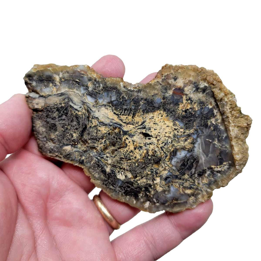 Coprolit Coprolite Fossil Dinosaur Poo Slab! Lapidary Stone Slab!