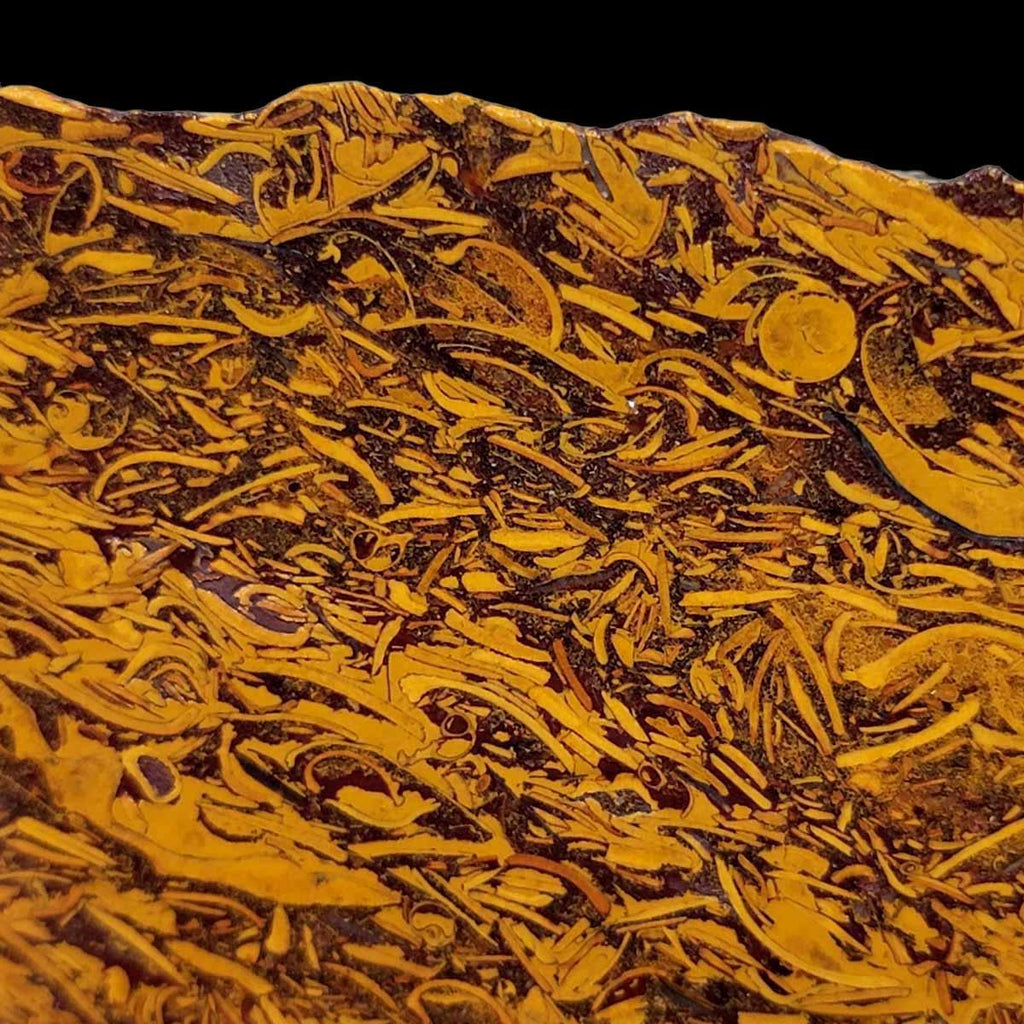 Fossil Script Stone Slab! Lapidary Stone Slab!