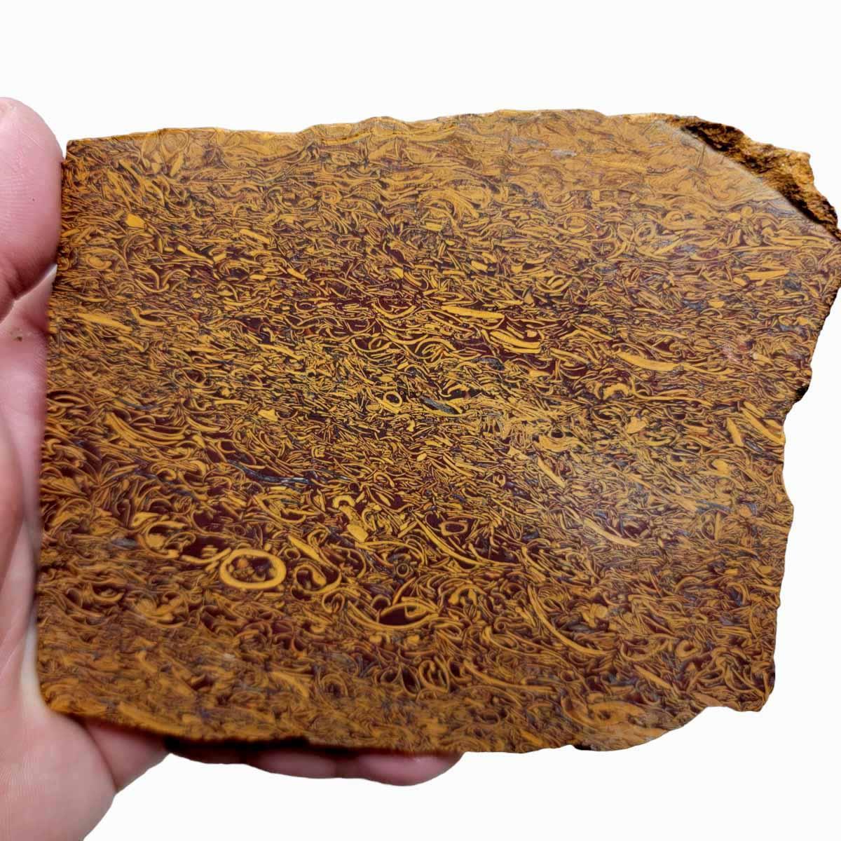 Tumbled Script Stone Fossil Script Stone Slab! Lapidary Stone Slab!