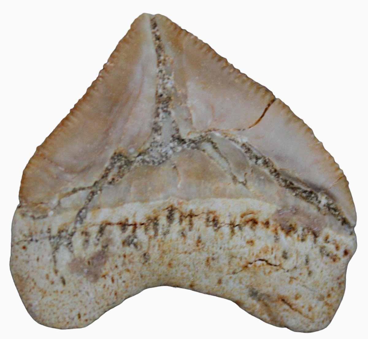 Squalicorax Fossil Shark Teeth Lot of 3! Ocean Fossil!