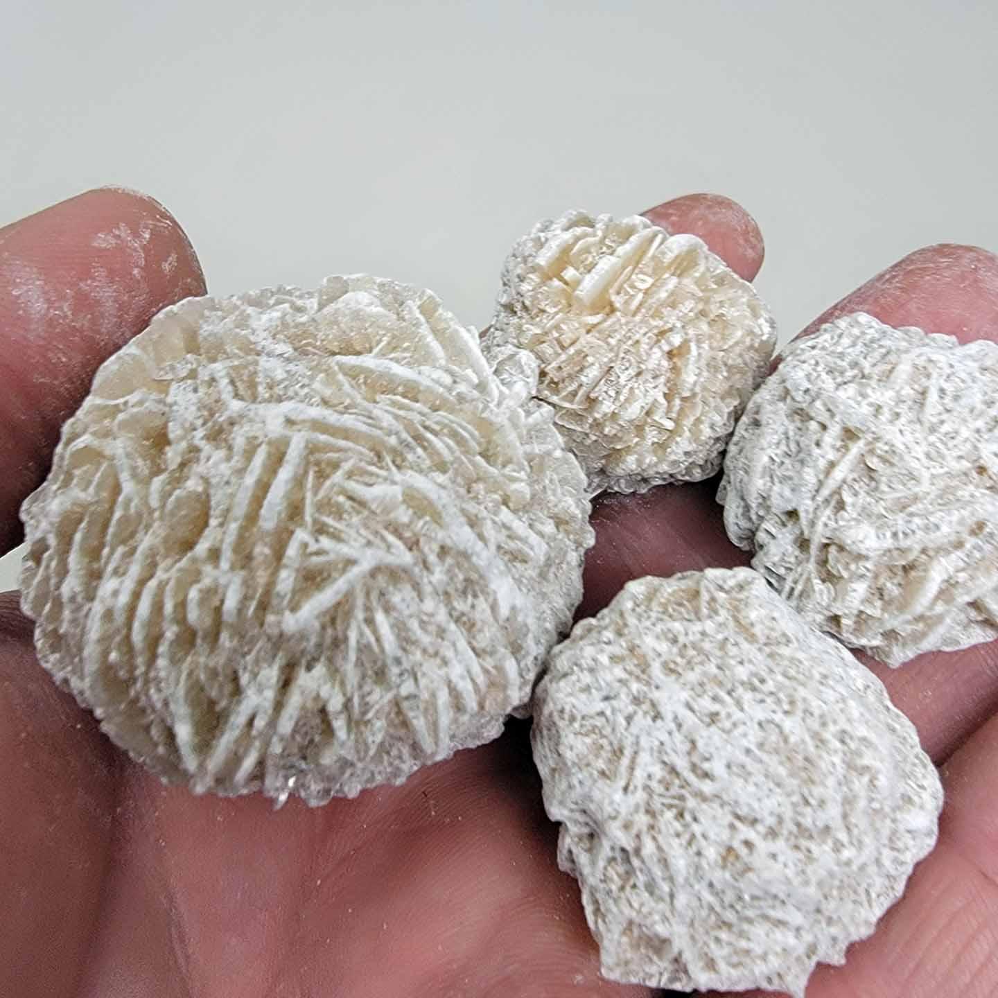 FIVE Mexican Desert Rose Selenite Crystal Formation! - LapidaryCentral