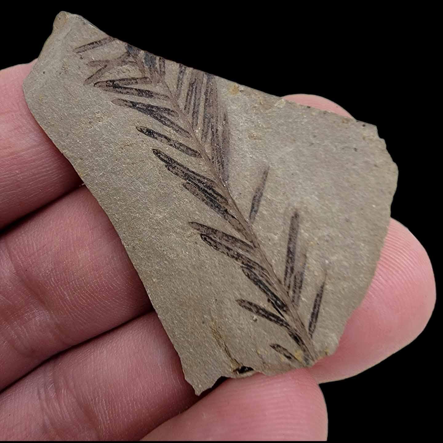 Dawn Redwood Metasequoia Plate Fossil Specimens! - LapidaryCentral