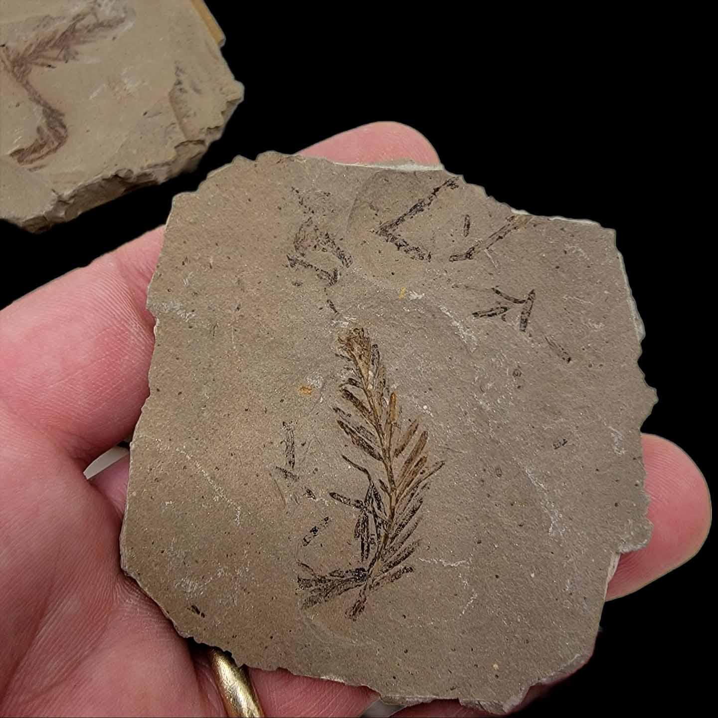 Dawn Redwood Metasequoia Plate Fossil Specimens! - LapidaryCentral