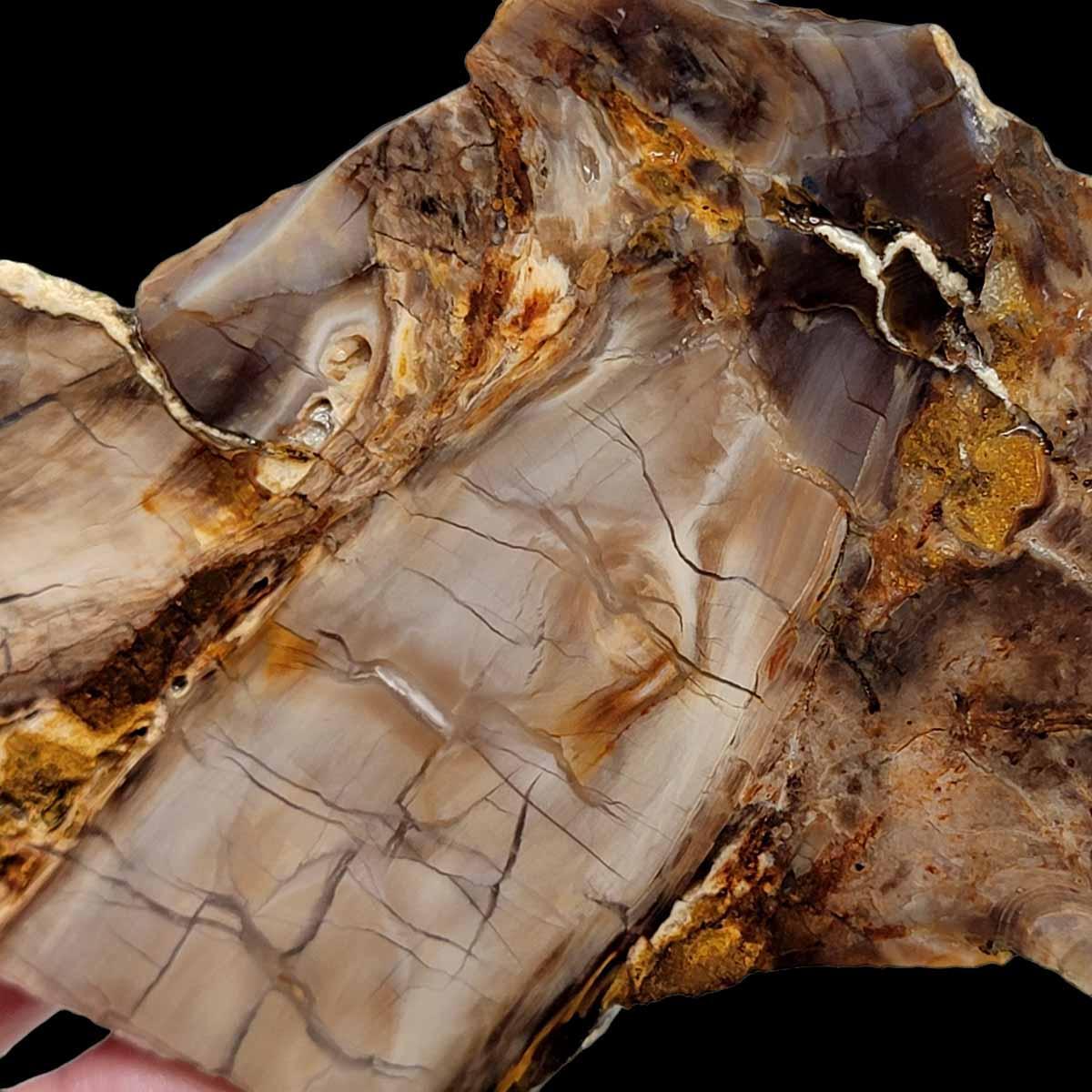 Deschutes Root Knot Petrified Wood Slab!  Lapidary Stone Slab! - LapidaryCentral