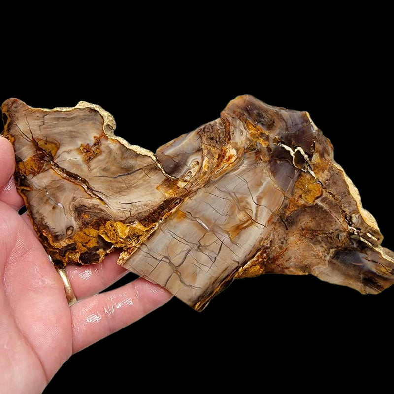 Deschutes Root Knot Petrified Wood Slab!  Lapidary Stone Slab! - LapidaryCentral