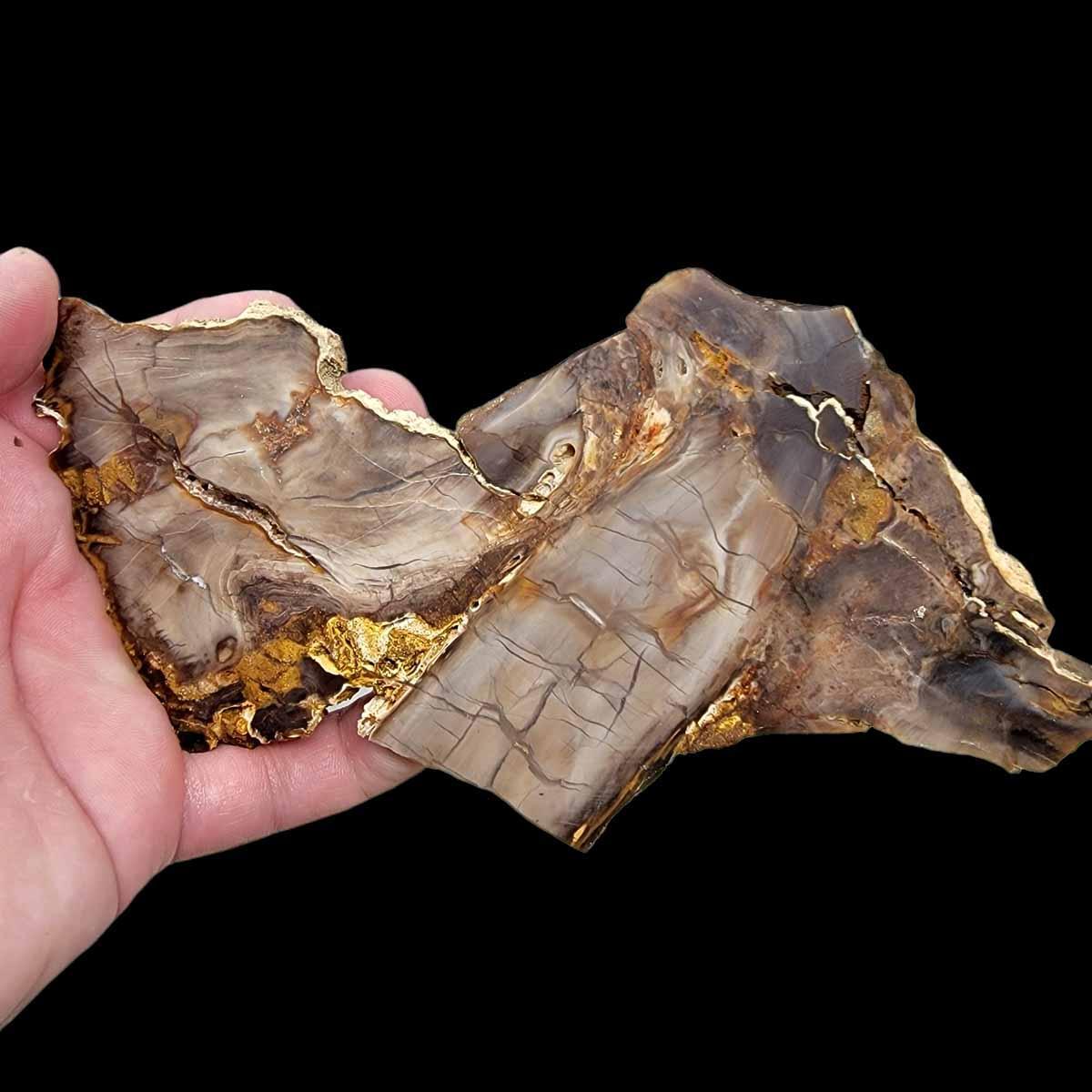 Deschutes Root Knot Petrified Wood Slab!  Lapidary Stone Slab! - LapidaryCentral