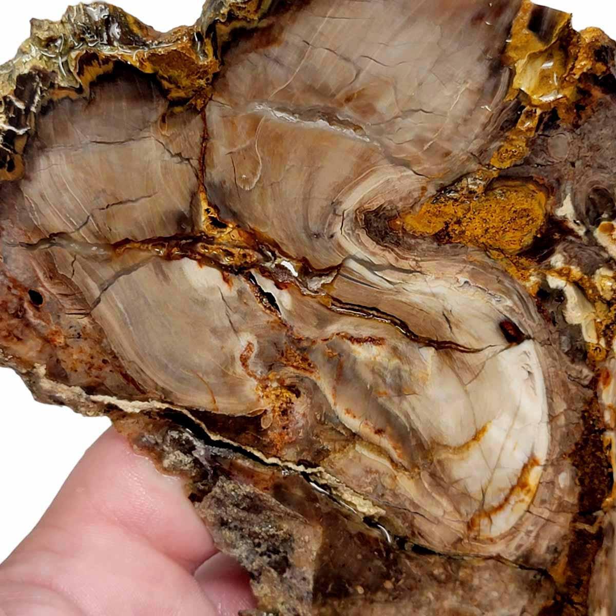 Deschutes Root Knot Petrified Wood Slab!  Lapidary Stone Slab! - LapidaryCentral