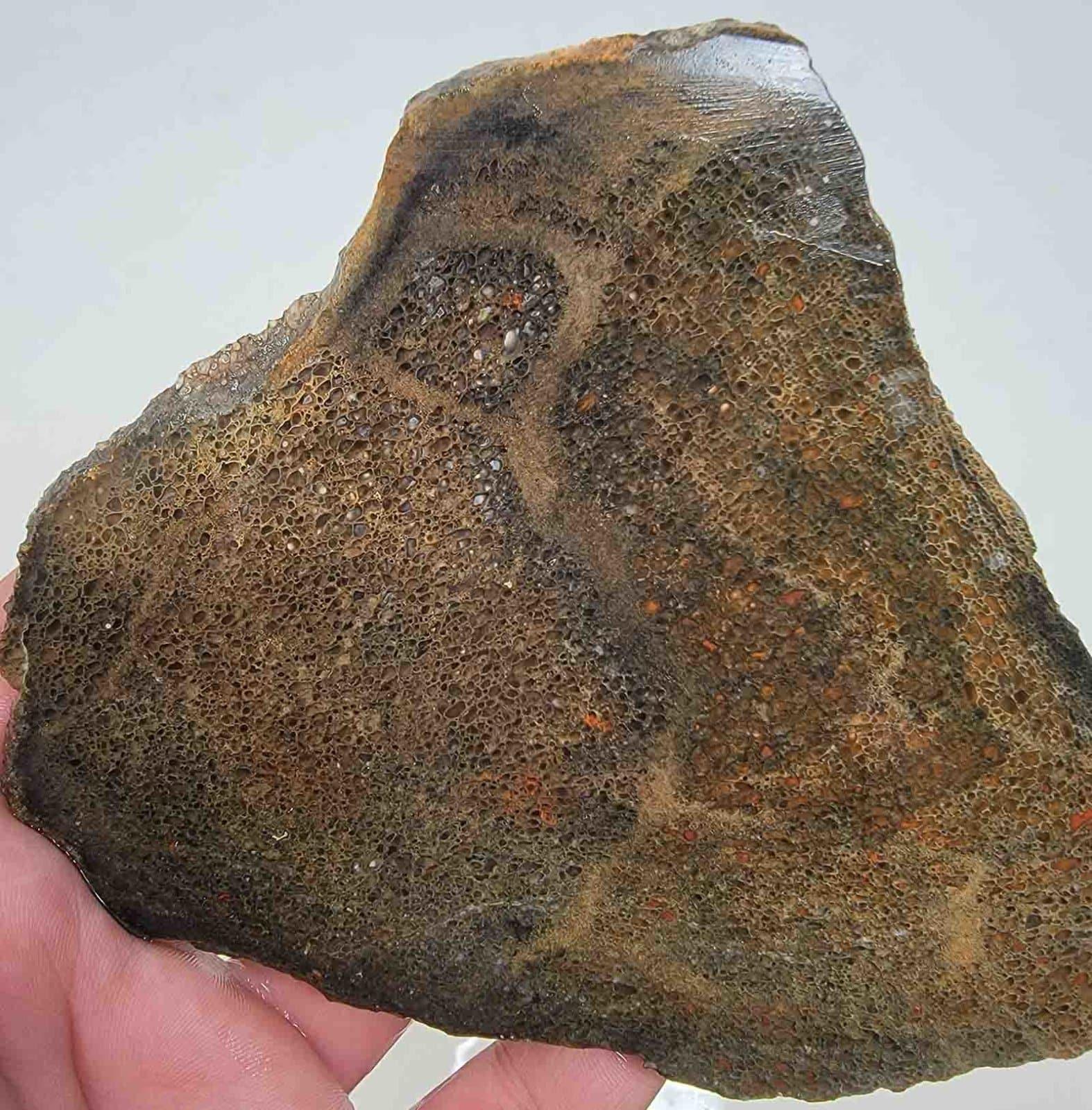 Gem Dinosaur Bone! Fossil Dino Bone Lapidary Stone Slab! - LapidaryCentral