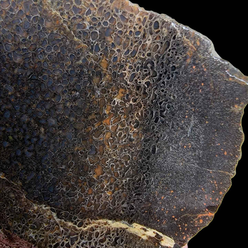 Gem Dinosaur Bone Slab!  Dino Gem Bone Slab! - LapidaryCentral