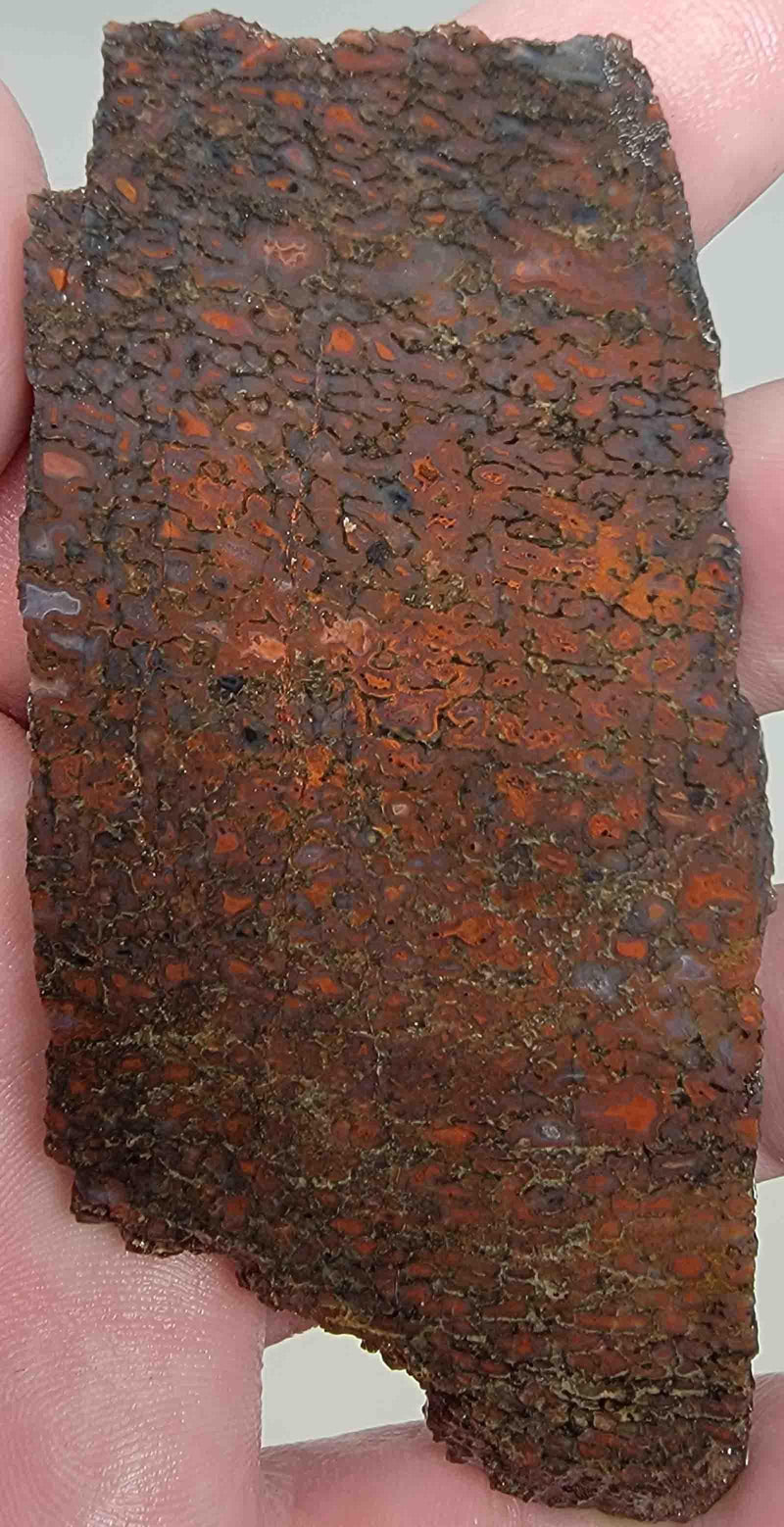 Gem Dinosaur Bone Slab!  Lapidary Stone Slab! - LapidaryCentral