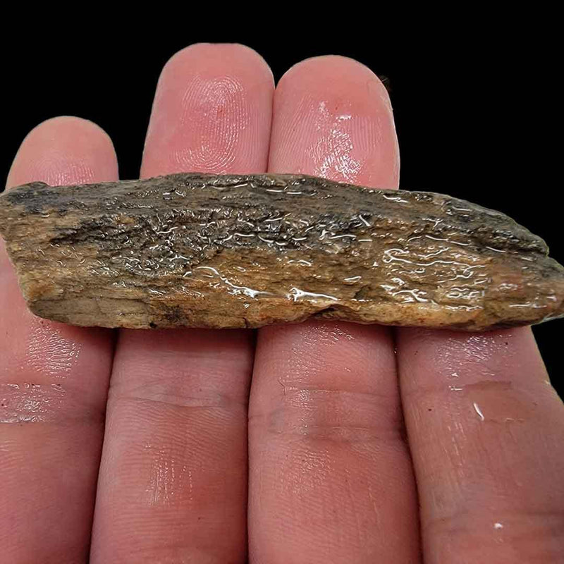 Handful of Authentic Gem Dinosaur Bone Fragments and Slivers! - LapidaryCentral