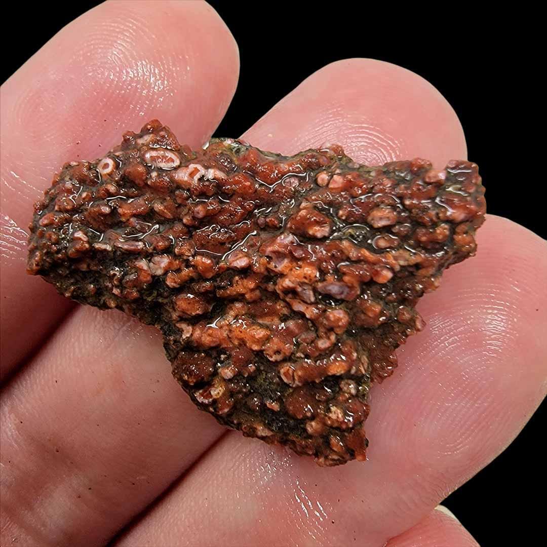 Gem Dinosaur Bone with Red Cell intrusions