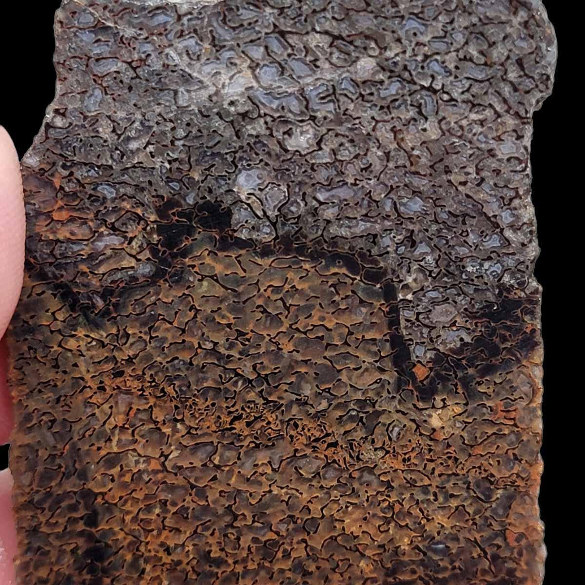Gem Dinosaur Bone Lapidary Stone Slab!  Fossil Dino Bone! - LapidaryCentral