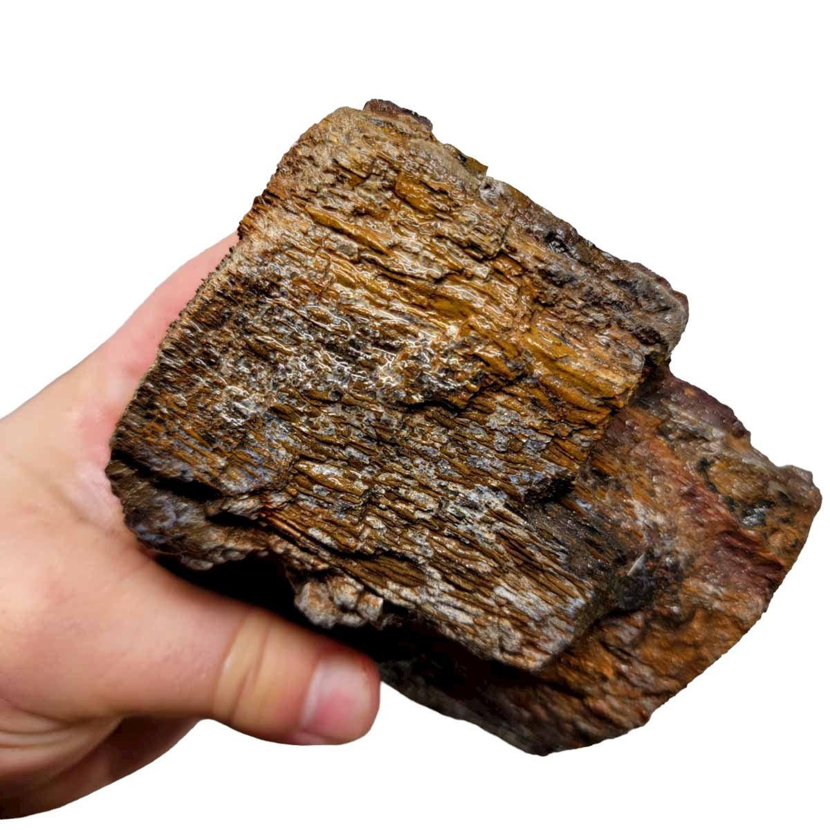 Fossilized Dinosaur Bone Rough Chunk! - LapidaryCentral