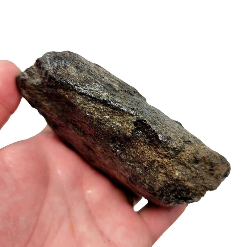 Fossilized Dinosaur Bone Rough Chunk! - LapidaryCentral