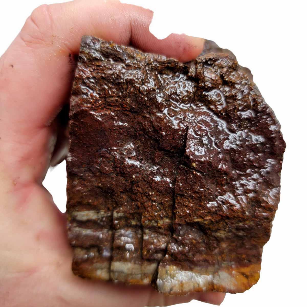 Fossilized Dinosaur Bone Rough Chunk! - LapidaryCentral