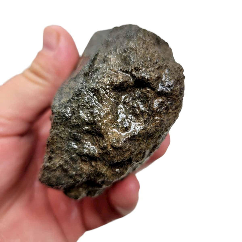 Fossilized Dinosaur Bone Rough Chunk! - LapidaryCentral