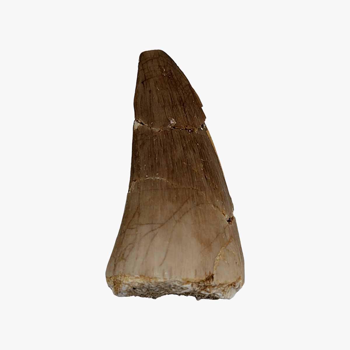Fossil Mosasaur Tooth Display Specimen!  Fossil Dinosaur Teeth! - LapidaryCentral