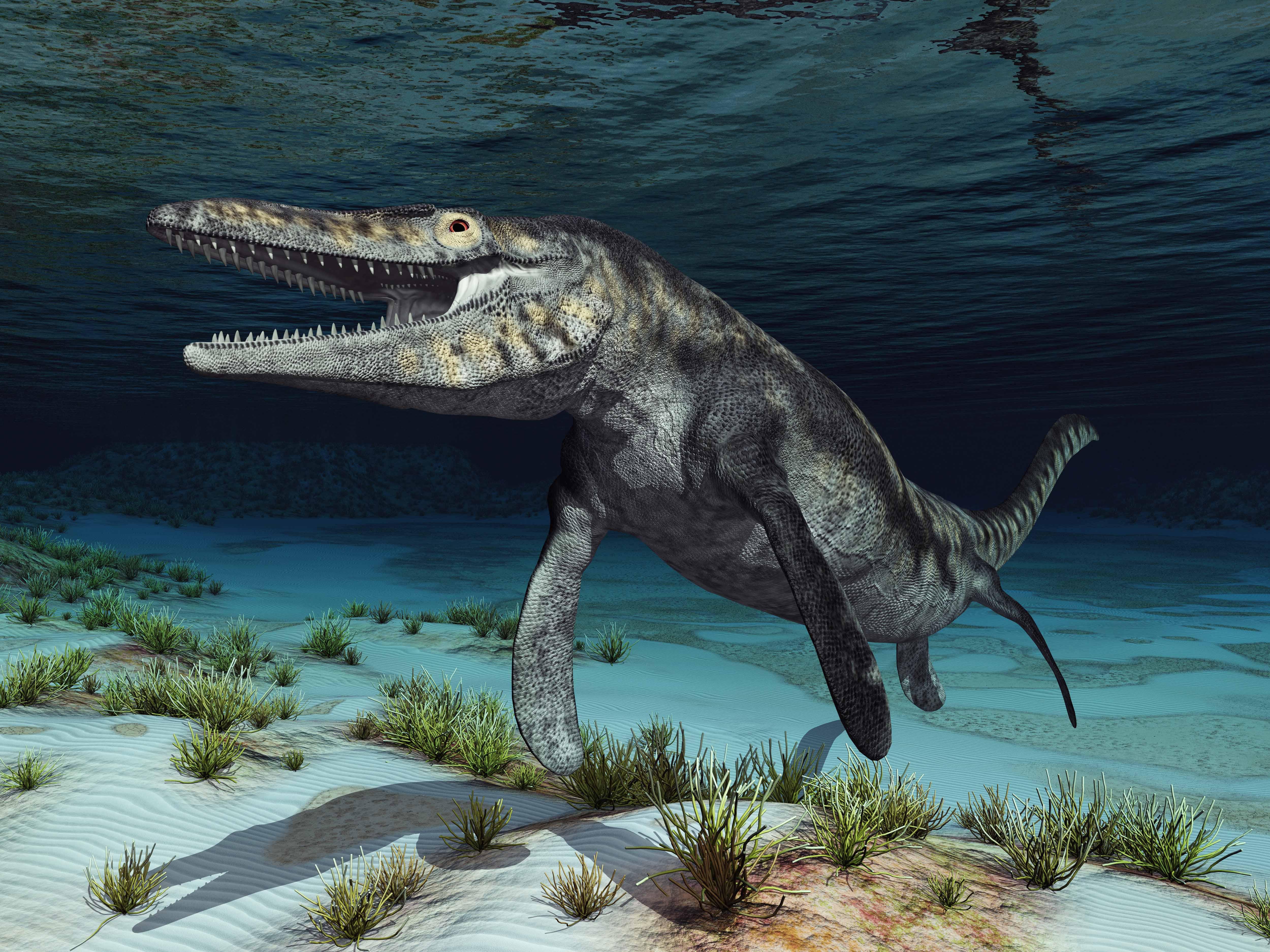 Fossil Mosasaur Tooth Display Specimen!  Fossil Dinosaur Teeth! - LapidaryCentral