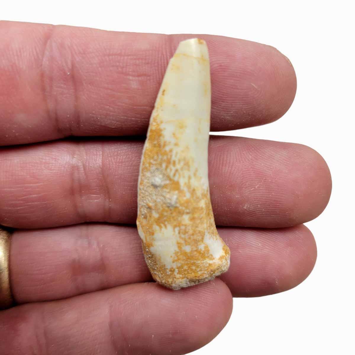 1 Fossil Enchodus Saber Tooth Display Specimen! Fossil Teeth! - Lapidary Central