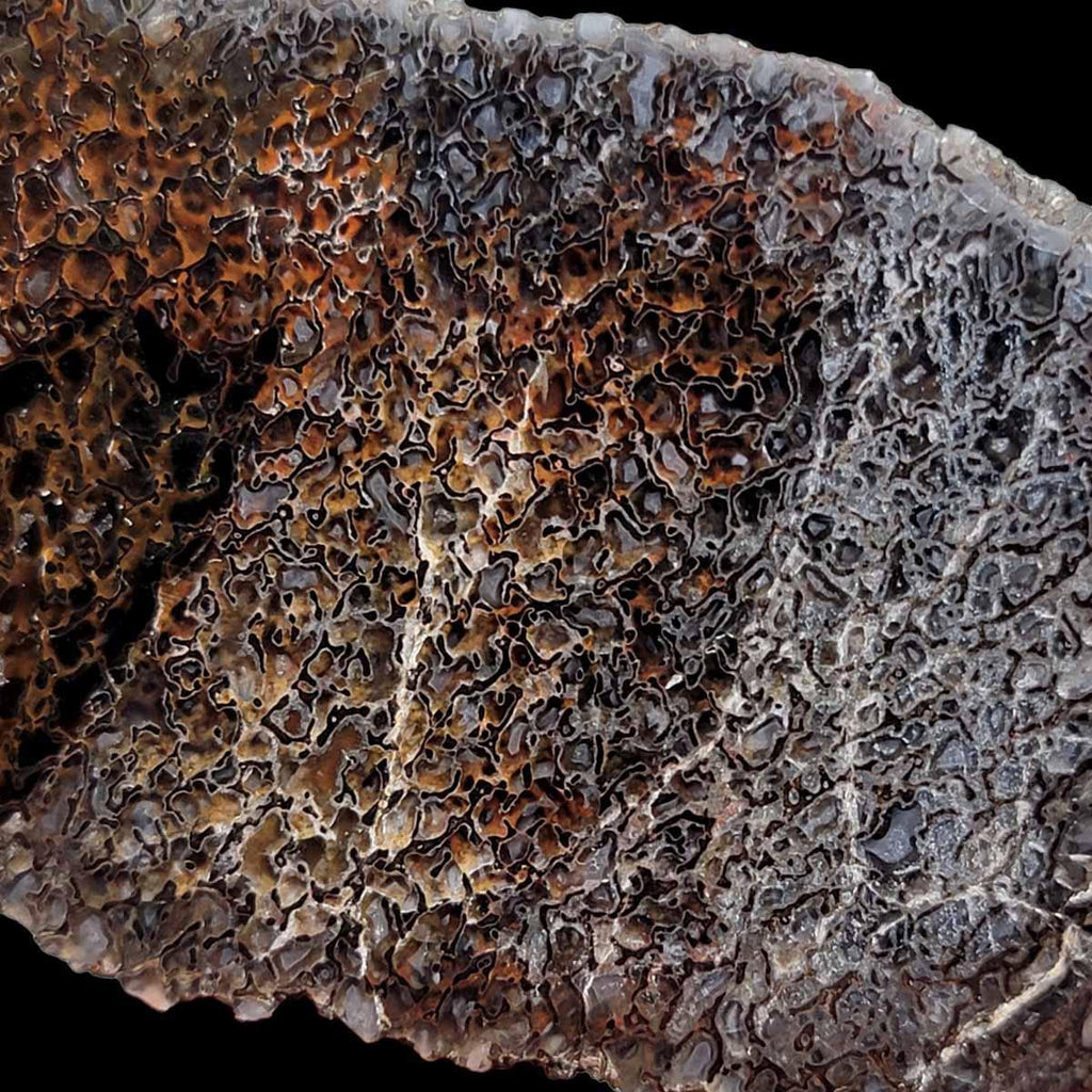 Exploded Bone Display Polished Gem Dinosaur Bone Display Specimen! High Grade!